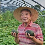 상머슴 보우짱 미니밤단호박 3kg, 4kg 8kg 10kg : 가오실농장