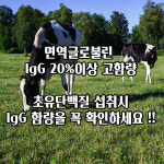 월계수153 초유단백질 분말 가루 함량 100% 초유프로틴 1+1이벤트 : 월계수몰