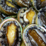 삼천포수산 활전복500g 5-6미내외 산소포장 신선배송 : 응답하라 삼천포수산