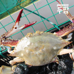 인천 연평 제철 서해안 꽃게 1kg 숫꽃게 암꽃게 냉동꽃게 : 두팜