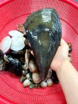 제철 모듬 조개 세트 3kg 이상 다양한 모듬조개 조개구이 조개찜 조개탕 : 프레시아마켓
