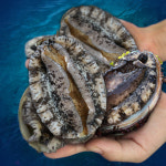 전복 해녀가 채취한 자연산 중사이즈(5-7미/1키로) : 탐라수산