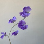 인테리어 스위트피 조화 실크플라워 부케 꽃다발 2color : osohwa