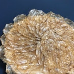 [초이스건어물] 500g 25미,50미 내외 참쥐포 쥐포 2S M 2L 3L 베트남 : 초이스건어물