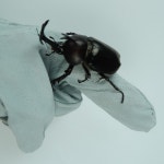 장수풍뎅이, 사슴벌레 핸들링 장갑 : 참좋은굼벵이 곤충농장