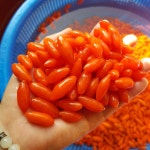 국산 강원 홍천 건구기자 200g 농가직접판매 : 금무리농장