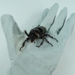 장수풍뎅이, 사슴벌레 핸들링 장갑 : 참좋은굼벵이 곤충농장