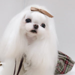 스키니 /21color/ 리본 삔 [주문제작 핸드메이드 강아지핀 강아지악세사리] : MAMAN DOG
