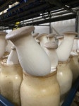무농약 황토골 새송이버섯 1kg, 2kg 특대 : 신믿음건강농원
