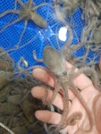 목포뻘낙지 10마리 탕탕이 국내산 목포 산낙지 산소포장, 뻘낙지, 활낙지, 탕탕이 : 목포 완도수산