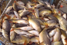 향어회 1kg(생물4kg)+초장세트 장관상 전북 김제 송수생 향어 비빔야채 매운탕거리 : 해밀농수산