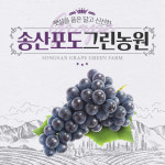 고당도 송산 포도 캠벨 3kg 5kg : 송산포도그린농원