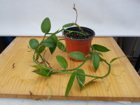 바닐라 : 도레미꽃농장