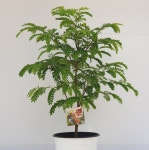 타마린드 중품 65-75cm(농장에서 바로직송)  - 공기정화 / 관상용 / 반려식물 - 꽃보러가자 : 꽃보러가자