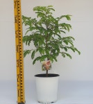 타마린드 중품 65-75cm(농장에서 바로직송)  - 공기정화 / 관상용 / 반려식물 - 꽃보러가자 : 꽃보러가자