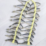 영광 굴비 명절 선물세트 법성포 굴비 참굴비 : 영광굴비 보리굴비 전문점