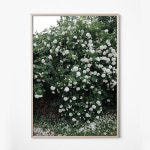 [Fine Little Day] White Roses Poster 스웨덴 수입 : 오우니홈