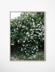 [Fine Little Day] White Roses Poster 스웨덴 수입 : 오우니홈