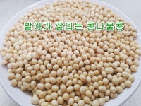 국산 콩나물콩 1kg 콩나물 재배 : 샘물영농조합법인