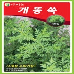 다농 개똥쑥 씨앗 10,000립 약초 종자 : 씨앗나래