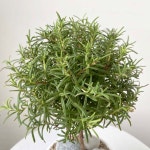 식물쌀롱 외목대 로즈마리 토피어리 로즈마리볼 허브 : 식물쌀롱