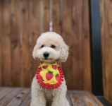 [ 딸기봉봉 ] 강아지 고양이 스카프 케이프 : 도리도기
