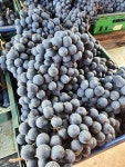 영천 머루포도 2kg 켐벨 캠벨 거봉 샤인머스켓(MBA) : 뚜뚜농장
