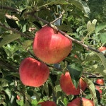 청송 바람빛 홍로 중/대과 5kg 10kg 햇사과 산지직송 : 바람한조각