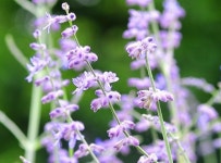 러시안세이지 : 라리마정원