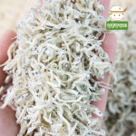 남해 전통멸치 (잔멸치)1.5kg : 삼촌밥먹자