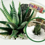 나만의 테라리움만들기(5인용)(M11679)-탐구실험 : 비앤디컴퍼니