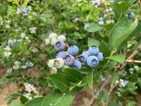 블루베리 묘목 7년생 성목 (대품) 블루베리나무 결실주 : 한밭농원