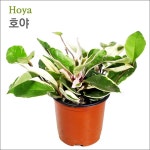 호야 (Hoya) / 수경초 : 자연과사람쇼핑몰