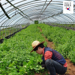 팜웨이 국산 건조캣닢 15g 말린캣닢 캣닢농장 고양이가좋아하는냄새 : 팜웨이