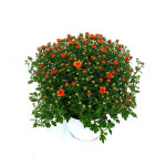 국화 풍성한 가을꽃 소국 가든멈 : 그리너리 농장