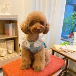 앙주 강아지옷 앵두 레이스 니트 조끼 (2 colors)/ XS - 2XL : 앙주 ange