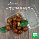2024년 보은대추 사과대추 생대추 햇대추 왕대추 1kg 영준이네대추농장 GAP 농가 : 보은 쥬쥬베리