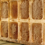 자연산벌꿀 국산꿀 벌집째 먹는 천연 벌집꿀 대월벌꿀농장 : 대월벌꿀