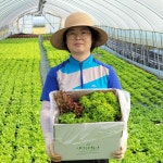 유러피안 유럽샐러드 5종 아바타 로메인 카이피라 1kg 이상 : 양평희망농장