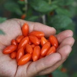 구기자분말 구기자가루 무농약 청양구기자 농가직접판매 국산 고지베리 220g : 웰빙햇살농장