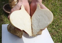 멕시코 감자 진안 히카마 5KG 10KG 슈퍼푸드 햇감자 : 한입두잇