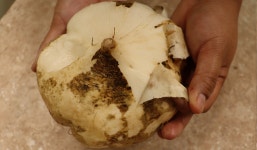 멕시코 감자 진안 히카마 5KG 10KG 슈퍼푸드 햇감자 : 한입두잇