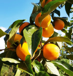 상주 곶감용감 둥시감 특대과 15kg  대봉감 땡감 생감 : 아그세농장