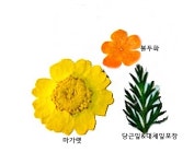매직플로라 압화 프레스플라워 체험팩 A20-1 : 매직플로라