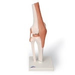 [3B] 무릎관절모형 A82 / 슬관절모형 A82 : 주식회사 도담인