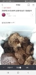 2025년 자연산 능이 버섯 1kg 국내산 백화점 선물 세트 최상품 자연 생능이 백숙 : 아람송이
