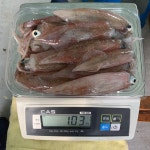 동해안 한치회 한치 숙회 통찜 생물 급냉 화살오징어 1kg 동해바다 국산 : 울진과바다