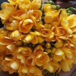 프리지아 후레지아 후리지아 프레지아 구근 10구 : 팜이네농장