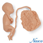 NASCO USA 20주 태아모형 Male 남아 LF00830 : 의료기상사