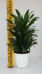 드라세나 콤펙타 외목대 40-50cm (농장에서 바로직송)   - 공기정화 / 관상용 / 반려식물 - 꽃보러가자 : 꽃보러가자